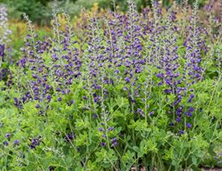 Periwinkle Popsicle Baptisia, False Indigo Plant
Proven Winners
Sycamore, IL