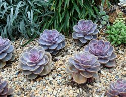 Perle Von Nurnberg Echeveria, Echeveria Hybrid
Shutterstock.com
New York, NY