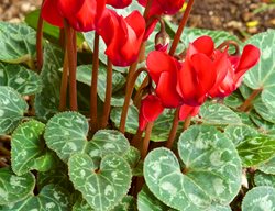 Persian Cyclamen, Cyclamen Persicum, Florist Cyclamen
Garden Design
Calimesa, CA