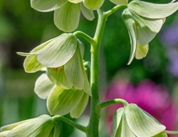 Persian Lily Fritillaria, Fritillaria Persica
Shutterstock.com
New York, NY