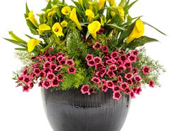 Persimmon Container Recipe, Yellow Calla Lily
Proven Winners
Sycamore, IL