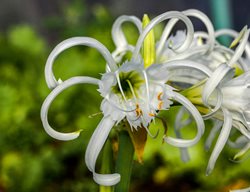 Peruvian Daffodil, Hymenocallis X Festalis, Spider Lily
Shutterstock.com
New York, NY