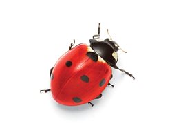 Pest 1
Garden Design
Calimesa, CA