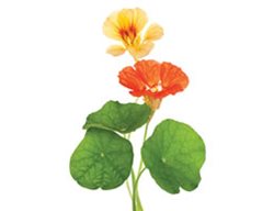 Pest 3
Garden Design
Calimesa, CA