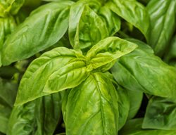 Pesto Besto Basil, Sweet Italian Basil, Basil Plant
Proven Winners
Sycamore, IL