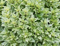 Pesto Perpetuo Basil, Variegated Leaves
Millette Photomedia
