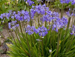 Peter Pan Agapanthus, Dwarf Agapanthus
Alamy Stock Photo
Brooklyn, NY