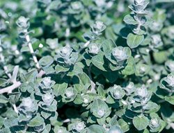 Petite Licorice Plant, Helichrysum Petiolare, Annual Plant
Proven Winners
Sycamore, IL