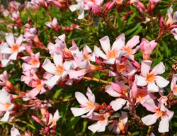 Petite Pink Oleander, Nerium Olenader, Oleander Shrub
Shutterstock.com
New York, NY