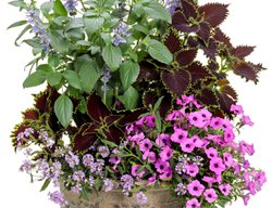 Petunia With Plants In Pot, Petunia Planter Combination
Proven Winners
Sycamore, IL