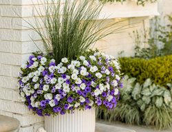 Petunias In White Pot, Growing Petunias In Pots
Proven Winners
Sycamore, IL