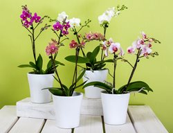 Phalaenopsis Orchids, Orchid
Pixabay

