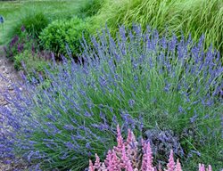 Phenomenal Lavender, Lavandula X Intermedia
Proven Winners
Sycamore, IL