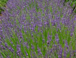 Phenomenal Lavender
Stark Bro's
Louisiana, MO