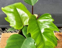 Philodendron Mayoi, Prismacolor Philodendron
Proven Winners
Sycamore, IL