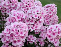 Phlox, Bright Eyes
Walters Gardens
