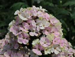 Phlox Cultivar, Sherbet Cocktail
Millette Photomedia
