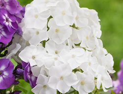 Phlox David
Longfield Gardens
