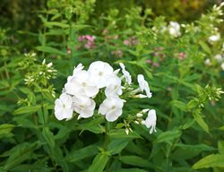 Phlox, David
Shutterstock.com
New York, NY