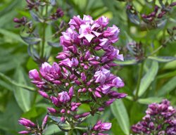 Phlox, Feelings, Bract
Shutterstock.com
New York, NY