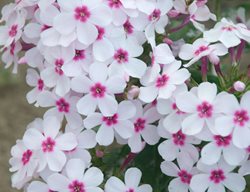 Phlox Flame, White Eye
Walters Gardens
