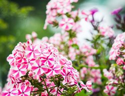Phlox Flower, Peppermint Twist
Shutterstock.com
New York, NY