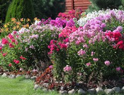 Phlox Garden, Flowerbed
Shutterstock.com
New York, NY