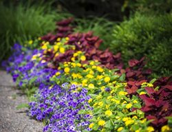 Phlox In Border, Bluberry Phlox
Proven Winners
Sycamore, IL