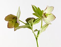 Phoenix
Garden Design
Calimesa, CA