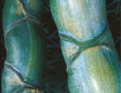 Phyllostachys Edulis
Garden Design
Calimesa, CA