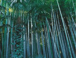Phyllostachys Edulis
Garden Design
Calimesa, CA