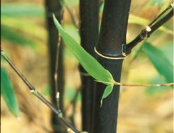 Phyllostachys Nigra
Garden Design
Calimesa, CA