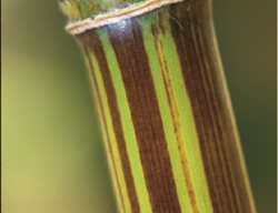 Phyllostachys Violascens
Garden Design
Calimesa, CA