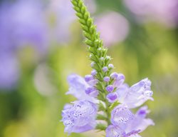 Physotegia Virginiana
Jonathan Alderson Landscape Architects Inc.
Wayne, PA
