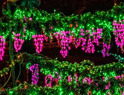 Pic Of The Vine
Garden Design
Calimesa, CA