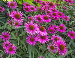 Pica Bella Coneflower, Echinacea
Shutterstock.com
New York, NY