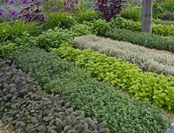 Pick Herbs & Store For Winter
Garden Design
Calimesa, CA