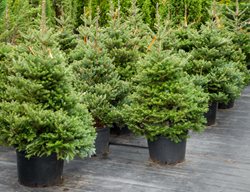 Pick & Preserve Your Christmas Tree
Garden Design
Calimesa, CA