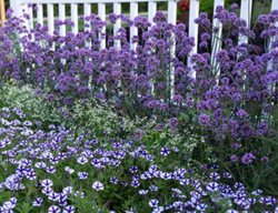 Picket Fence Garden, Purple And White Flowers, Picket Fence Flowers
Proven Winners
Sycamore, IL