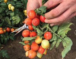Picking Tomatoes, Goodhearted Tomatoes
Proven Winners
Sycamore, IL