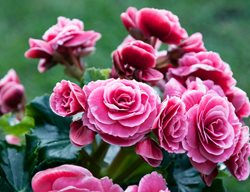 Picotee Lace Pink Begonia, Pink Begonia Flowers
Shutterstock.com
New York, NY
