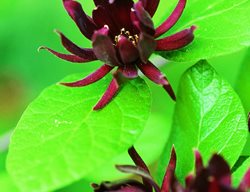 Piedmont Azalea, Rhododendron, Southeast, Native Flower
Garden Design
Calimesa, CA
