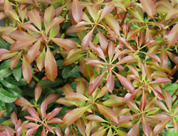 Pieris Interstella Foliage
Proven Winners
Sycamore, IL