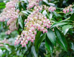 Pieris Japonica, Japanese Pieris
Shutterstock.com
New York, NY