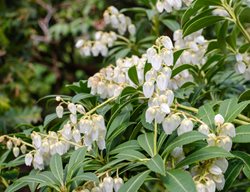 Pieris Japonica 'purity', Andromeda
Shutterstock.com
New York, NY