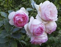 Pierre De Ronsard, Pink Rose, Eden Rose
Shutterstock.com
New York, NY