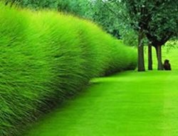 Piet Blanckaert's Textural Garden
Garden Design
Calimesa, CA