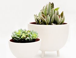 Pigeon Toe Tripots Blush
Garden Design
Calimesa, CA