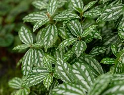 Pilea Cardierei Plant
Shutterstock.com
New York, NY