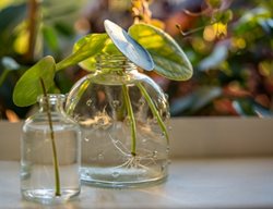 Pilea Plant In Water
Shutterstock.com
New York, NY